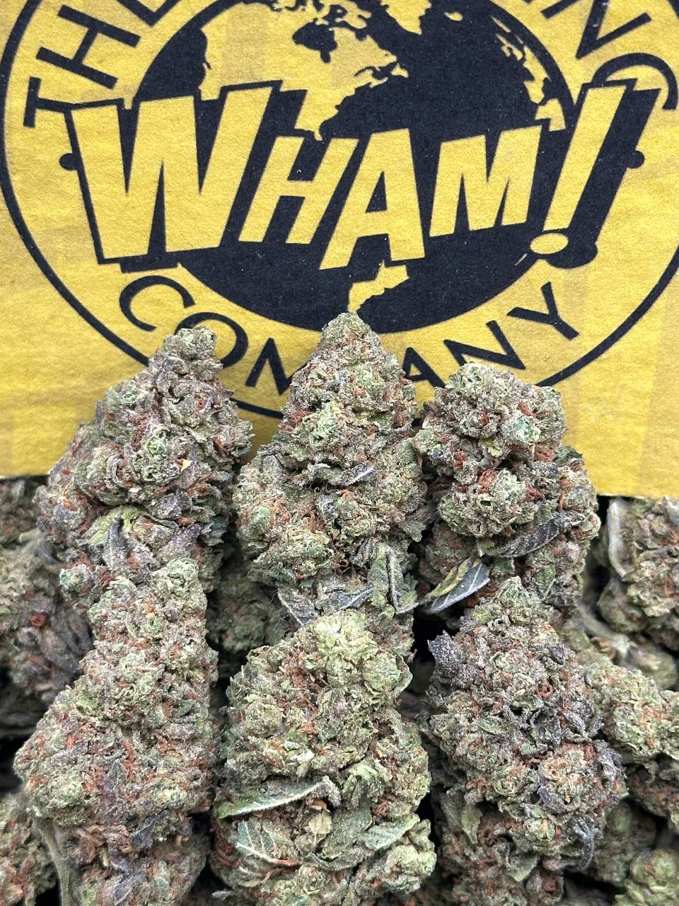Biscotti (Hybrid)