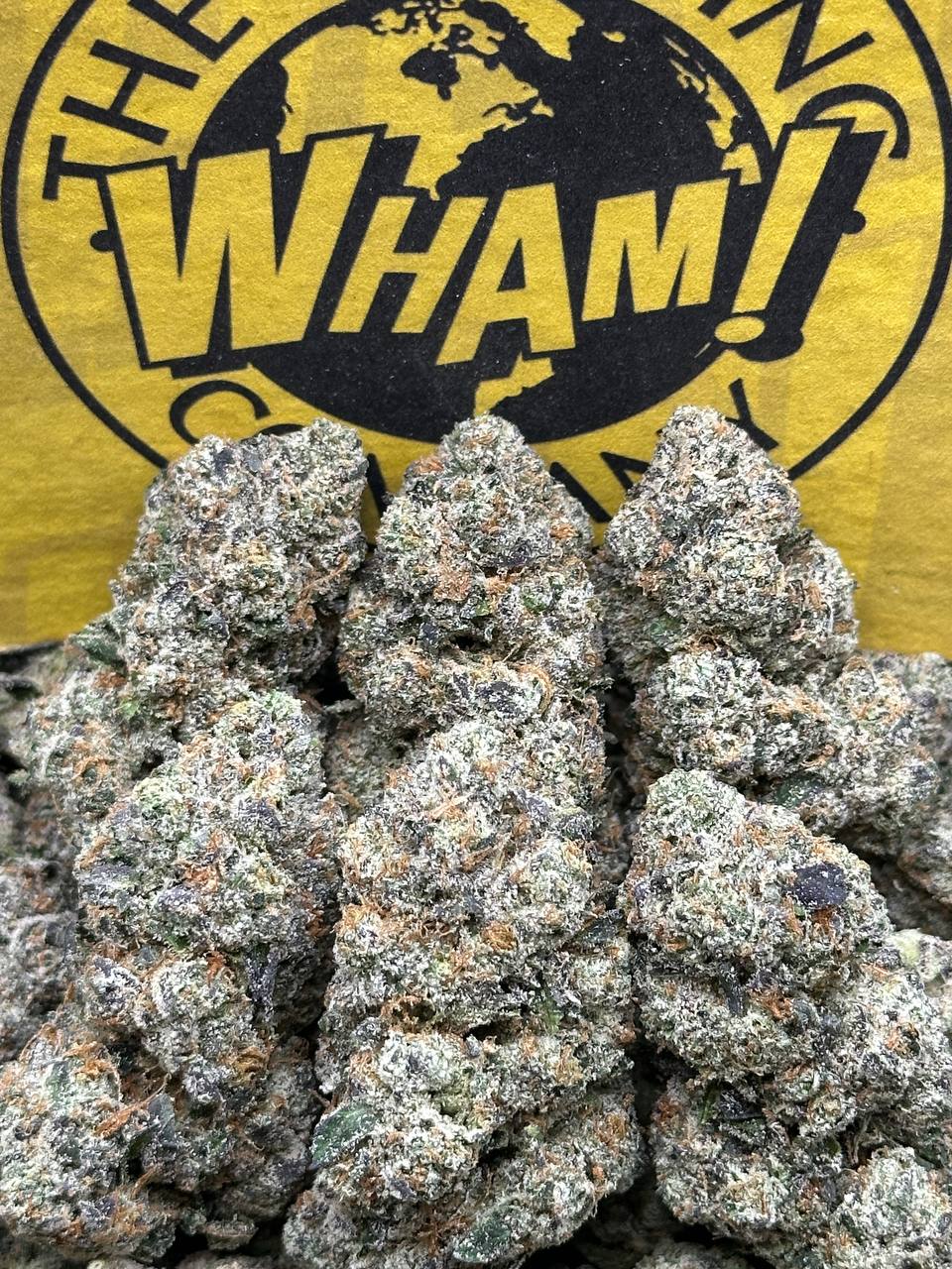 Gelatti(Indica)
