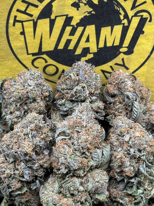 Cheetah Pizz (Hybrid)