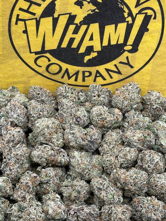 Black Cherry Gelato SM (Hybrid)