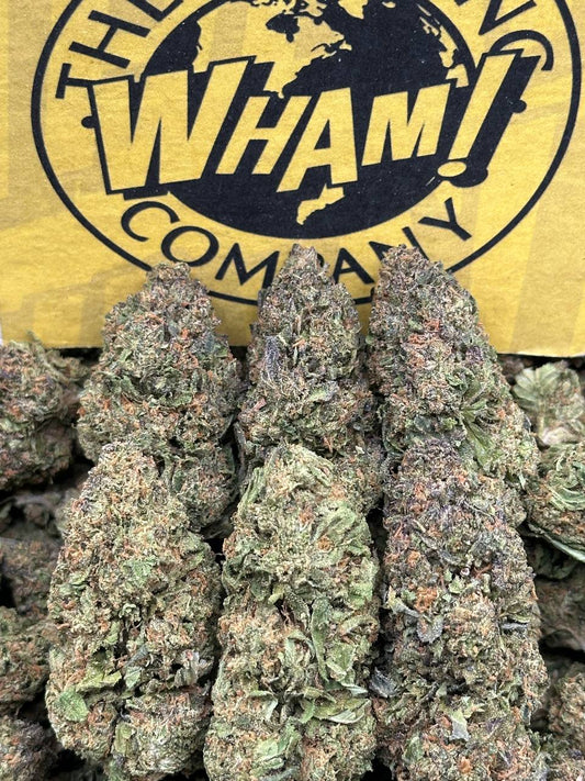 Blue Gummiez(Hybrid)