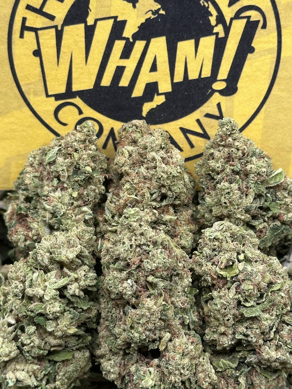 Mango Dream (Hybrid)