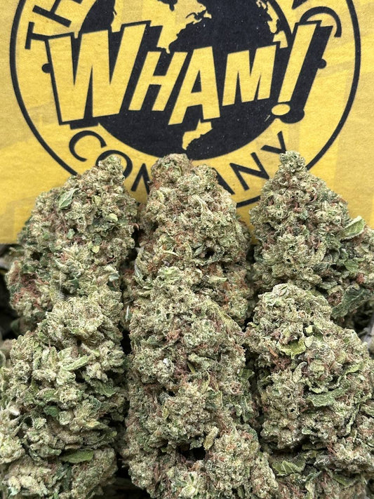 Mango Dream (Hybrid)