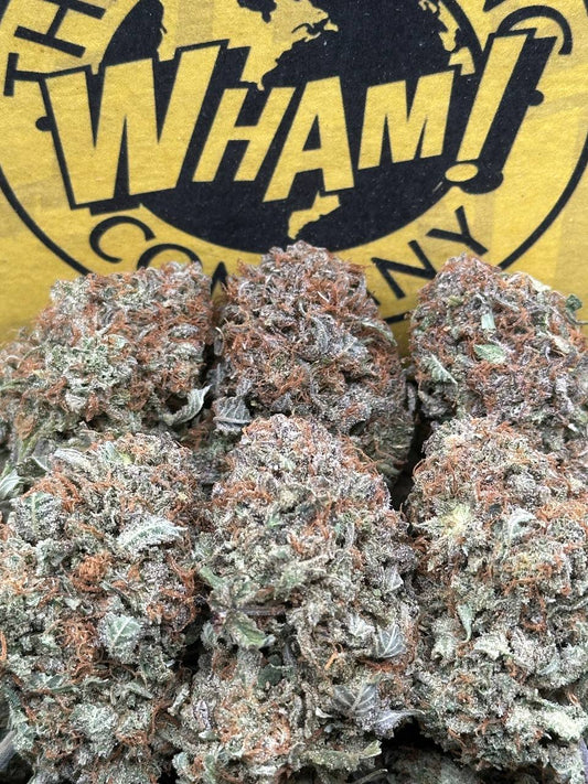 Pink Champagne (Hybrid)