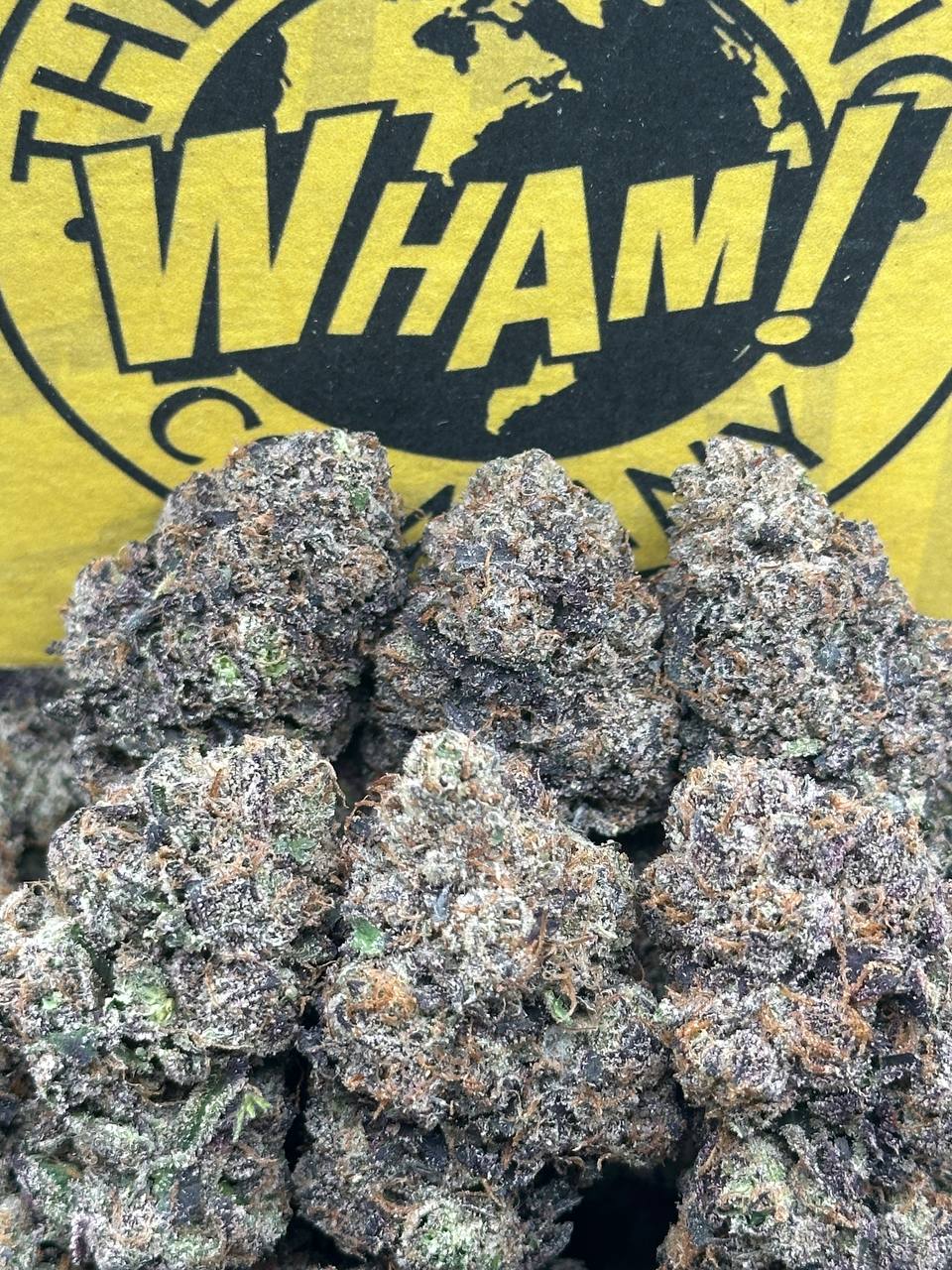 Cheetah Pizz (Hybrid)