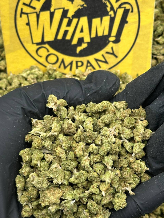 Malawi Gold SM (Indica Hybrid)