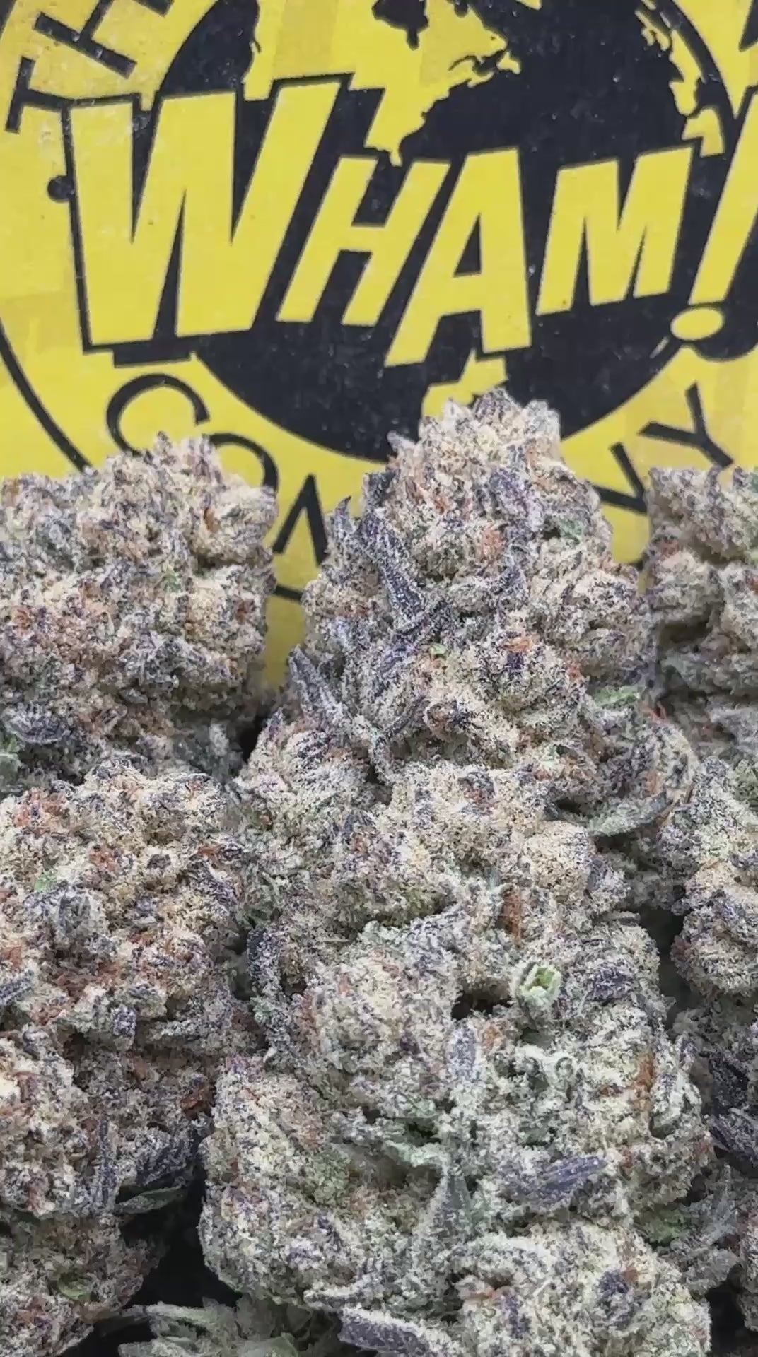Gelato Paloma (Indica)