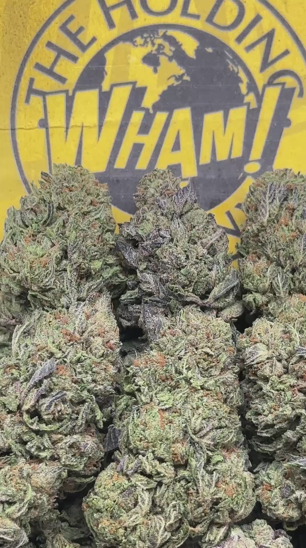 Rainbow Sherbet (Indica)