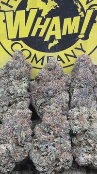 Goofiez (Indica Hybrid)