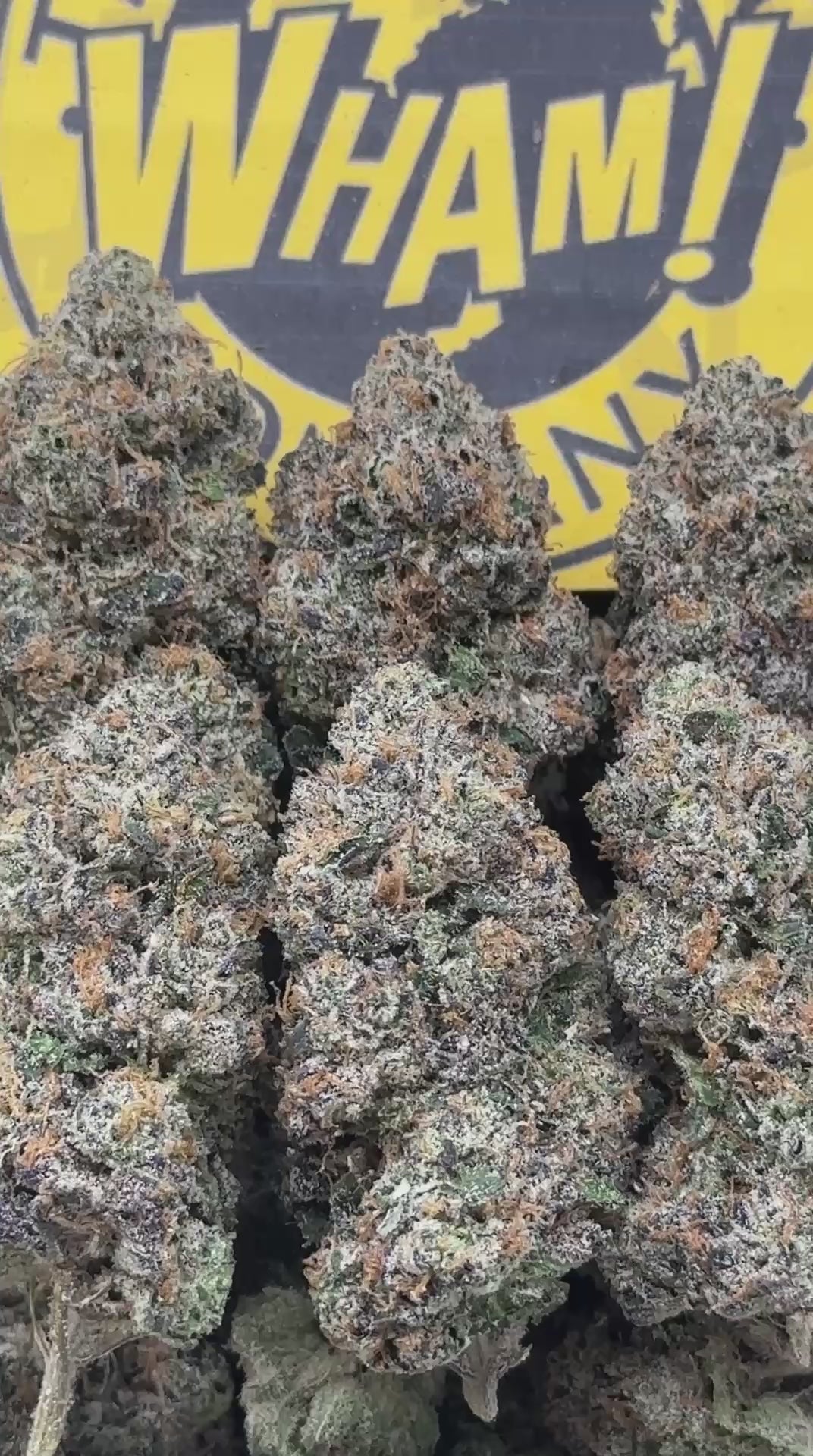 Xylora Dreamveil (Indica Hybrid)