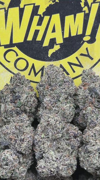 Lemon Cherry Zlushie (Hybrid)