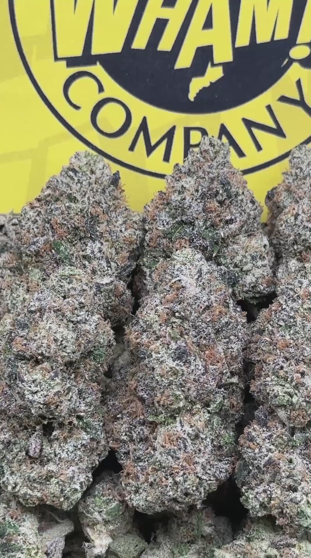 BANG 2.0 (Indica)