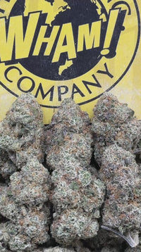 Jet Fuel Gelato (Indica)