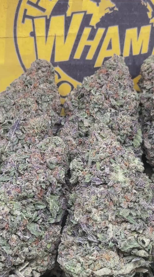 Gelato Paloma (Indica)