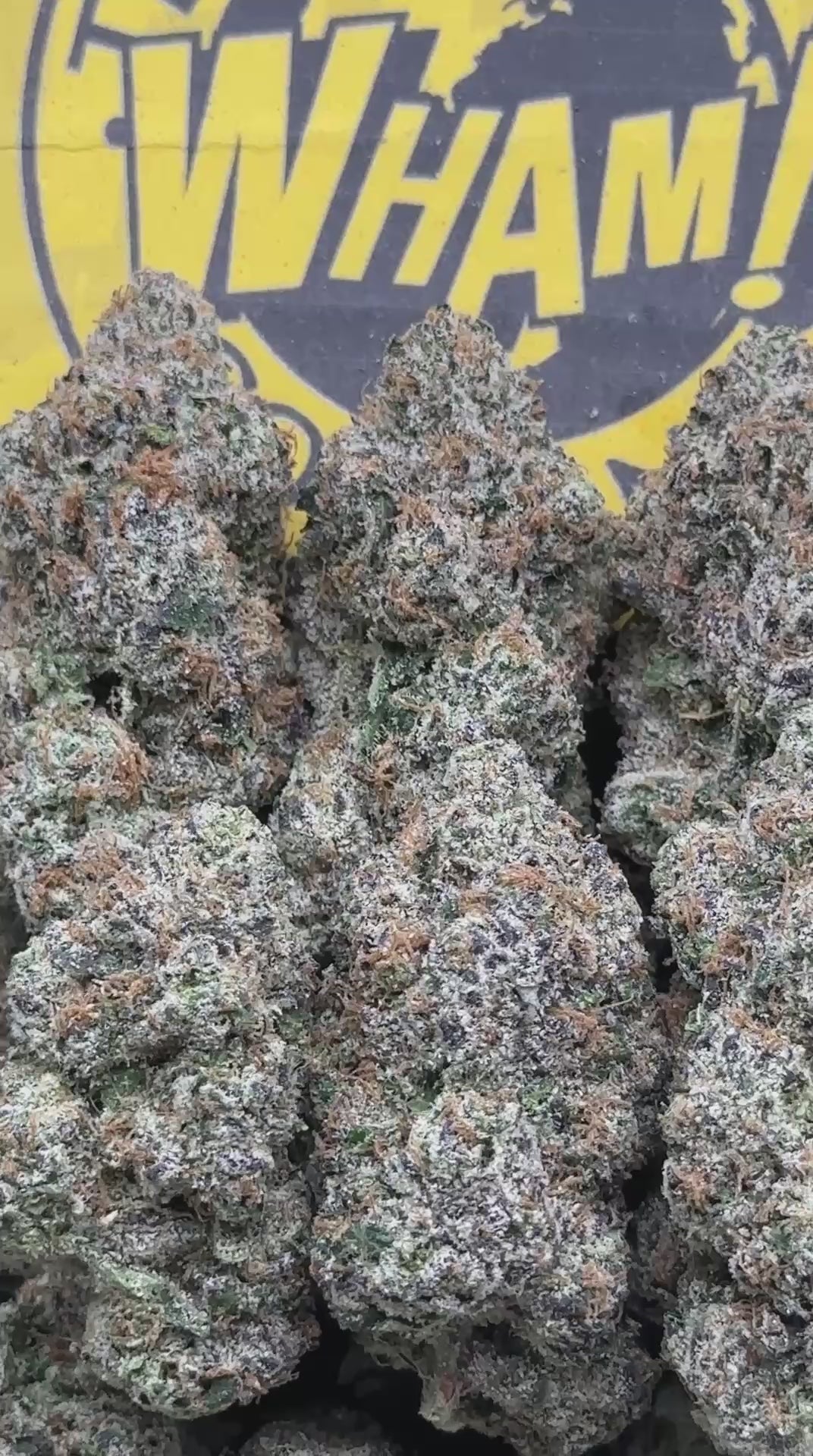 Jelly Zonut (Indica Hybrid)