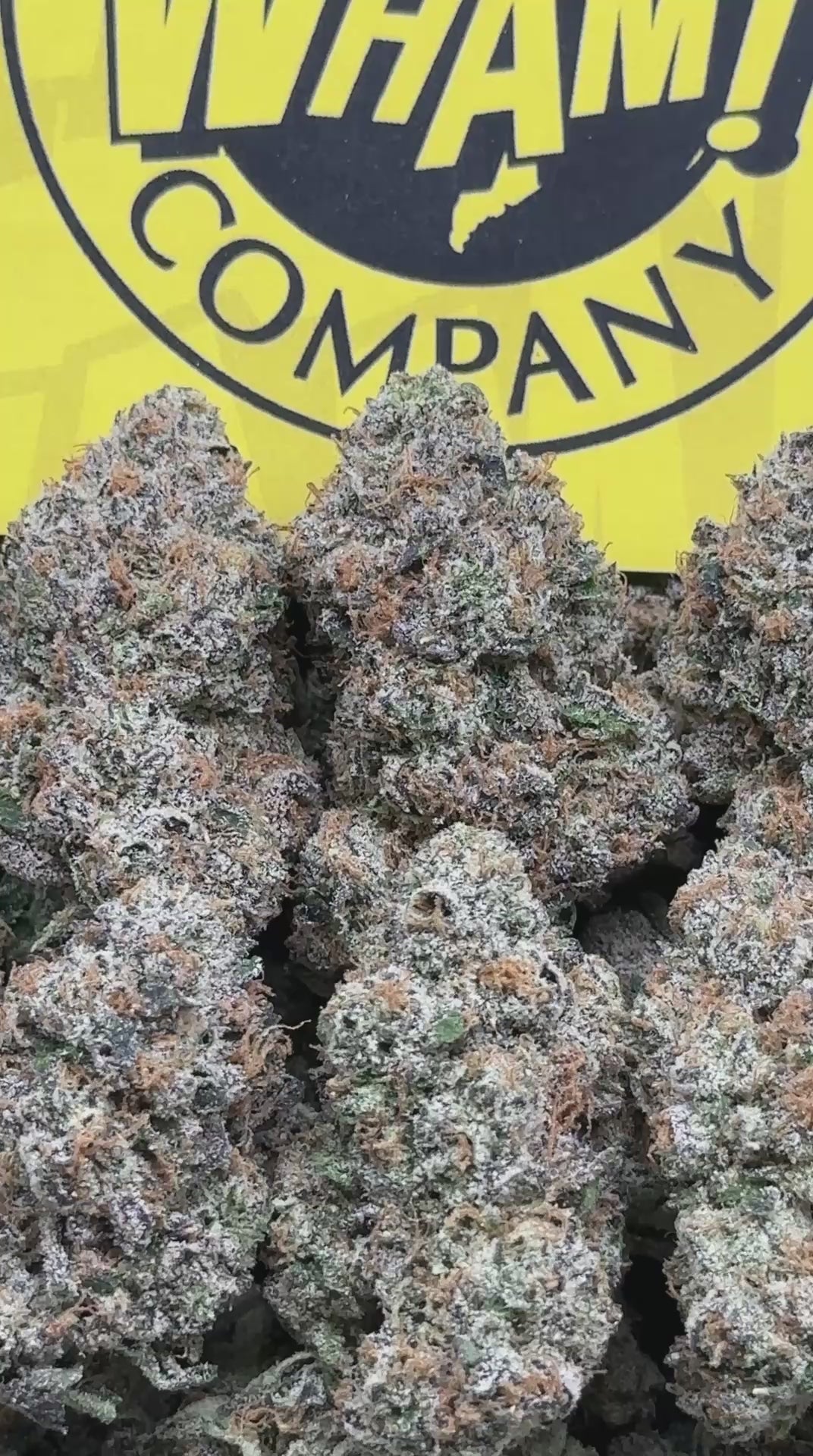 WHAM 2.0 (Indica)