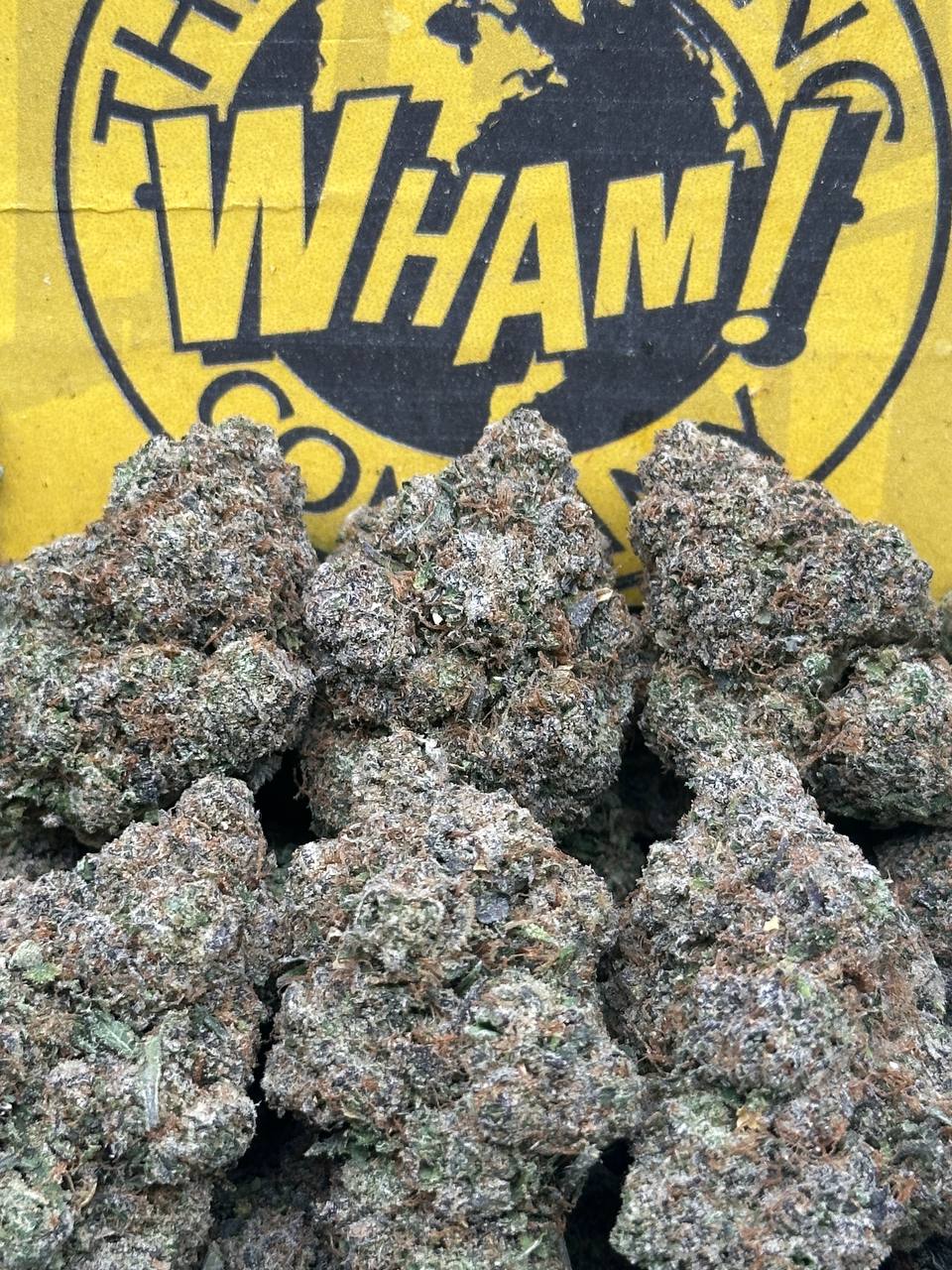 Lolli Wooli (Hybrid)